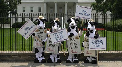 Chick-fil-A cows