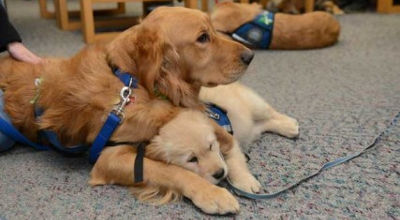 comfort dogs