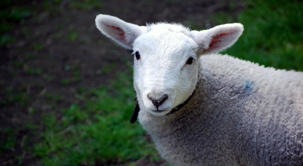 Passover Lamb