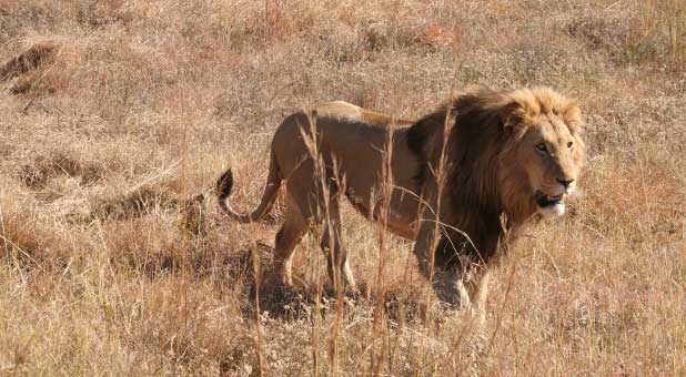 African Lion