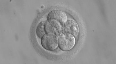 embryo