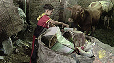 Child picking trash in Egypt