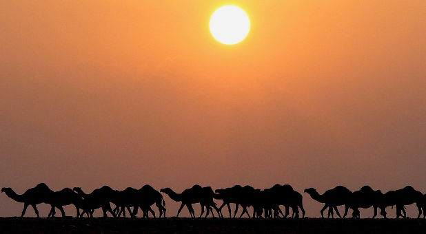 camels