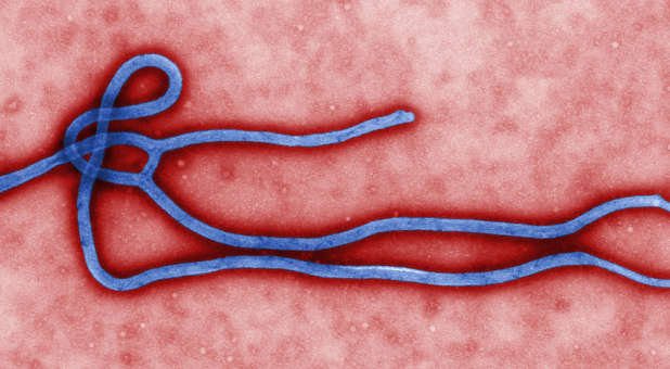 Ebola virus virion