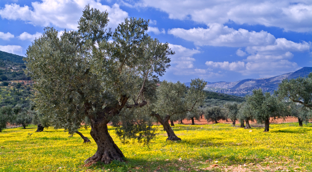 Olive tree