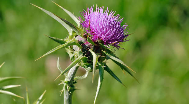 The milk thistle flower