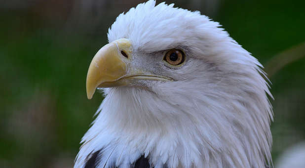 A bald eagle