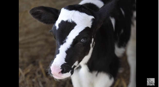 This image of a cow with the number seven hit newswires in late September.