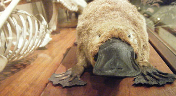 Duckbilled platypus.