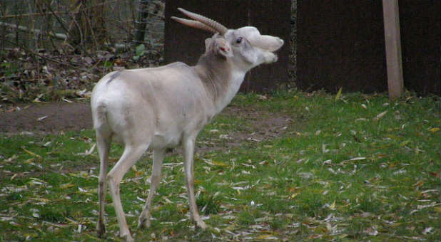 Signs of the Times? 60,000 Antelopes Mysteriously Die in Four Days