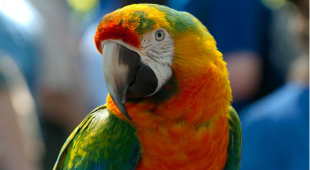 Parrot