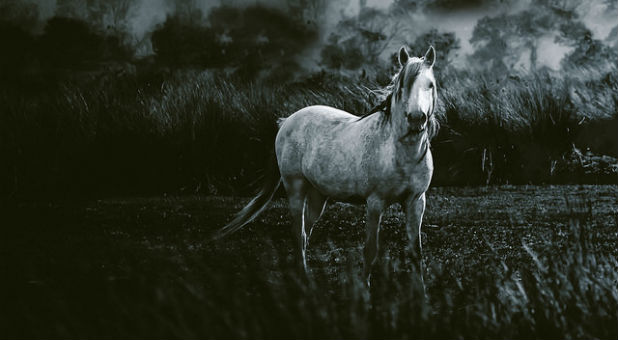 White horse