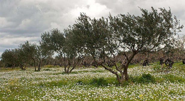 olive tree