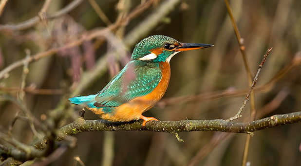 A Kingfisher