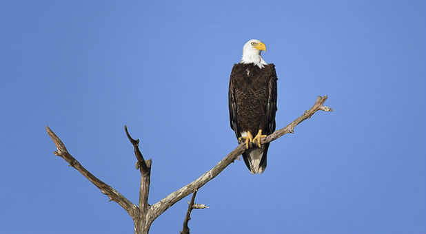 Thirteen bald eagles were found dead recently.