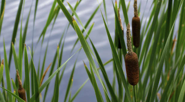 reeds on a pond