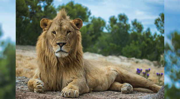 A lion did not attack a prophet, as previously reported.