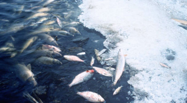 Dead fish enumerate many shorelines across the world.