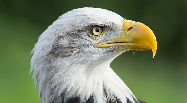 The bison could join the bald eagle as a national symbol.