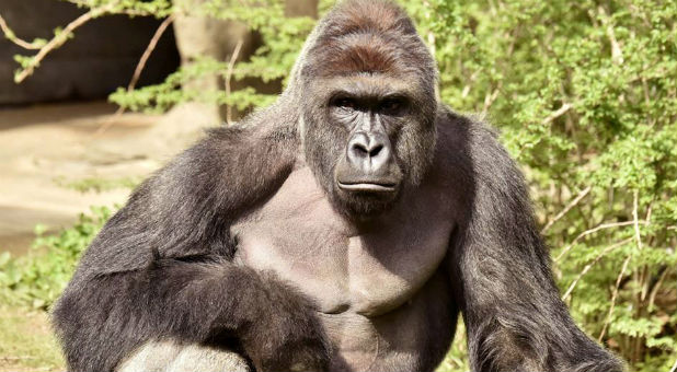 Harambe, a 17-year-old gorilla at the Cincinnati Zoo