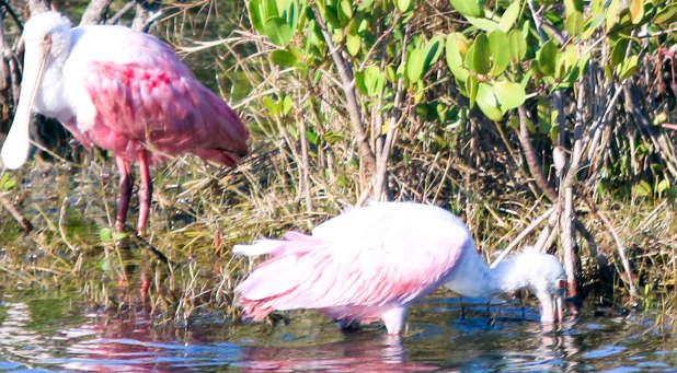 Roseate Spoonbill