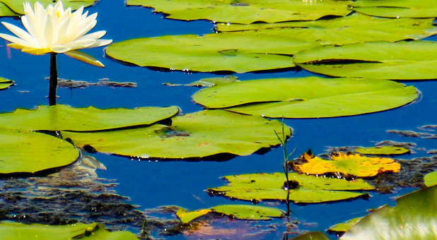 Water lillies