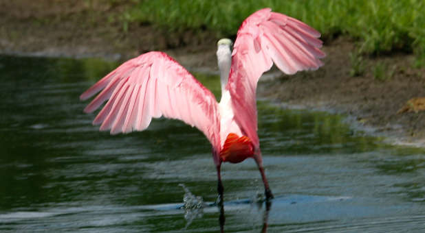 Roseate Spoonbill