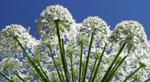 Hogweed