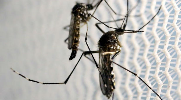 Aedes aegypti mosquitoes are seen inside Oxitec laboratory in Campinas, Brazil,