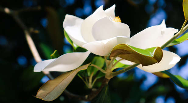 Magnolia flower