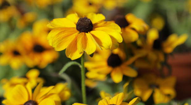 Black-eyed Susan full of light.