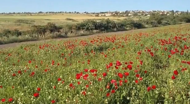 The sea of anemones at the Galilee Green.