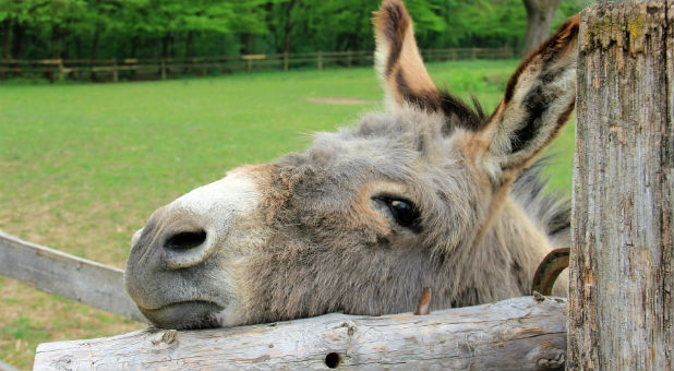 It's not every day that archaeologists come across a pile of ancient donkey dung, but when they do, it gives them groundbreaking insight into one of the Bible's most well-known kings.