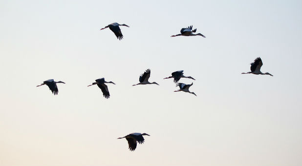 Someone, or something, is killing thousands of birds in Atlanta. Since spring, the death toll began rising every week.