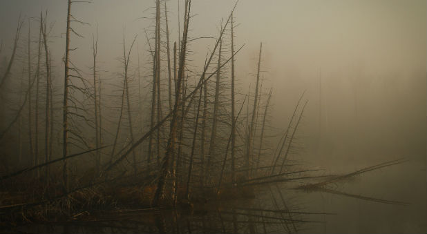 Cindy Jacobs said she had a vision of a swamp being drained.