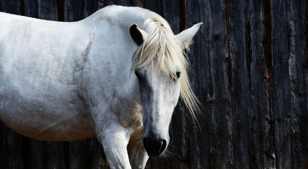 The first horseman rides a white horse.