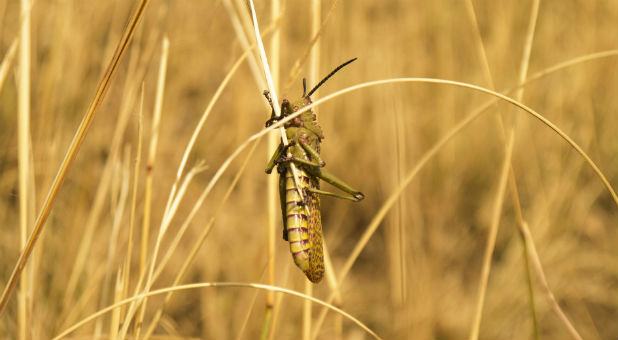 Locust