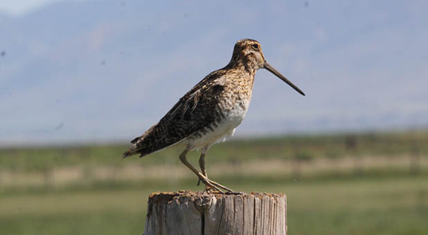 Snipe