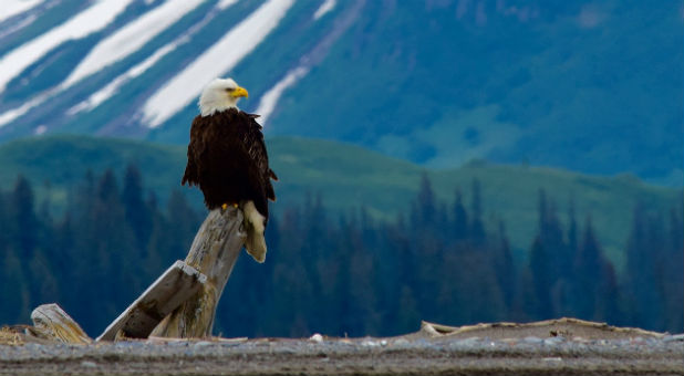 I don't know if you believe in signs, but I do. So when I heard that a very badly injured bald eagle had been found wandering the streets of Washington, D.C., right before the Fourth of July, that definitely got my attention.