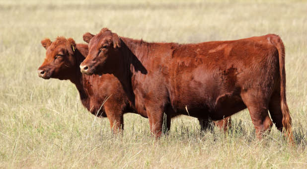 Orthodox Jew: Red Heifer Miracle Sparks Talk of ‘Rebuilding of The Temple’