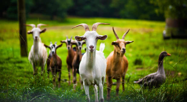 A group of goats with a duck.