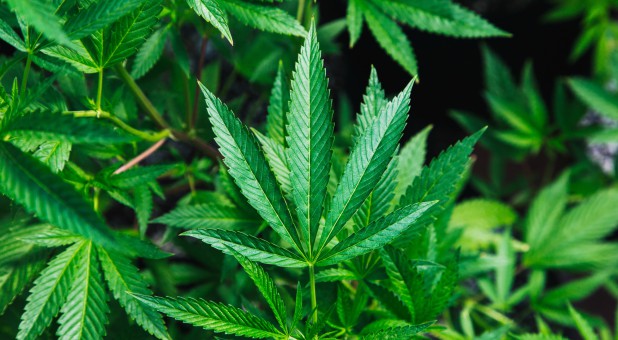 Larry Tomczak’s Week in Review: 7 Reasons to Resist the Progressives’ Marijuana Plan