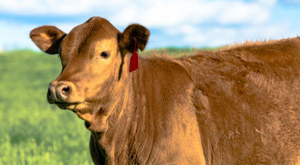 Red heifer