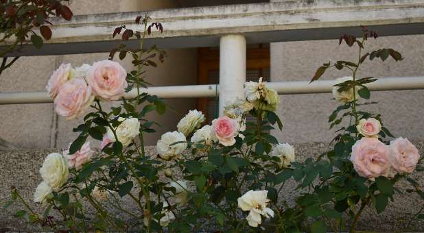 Rosebushes