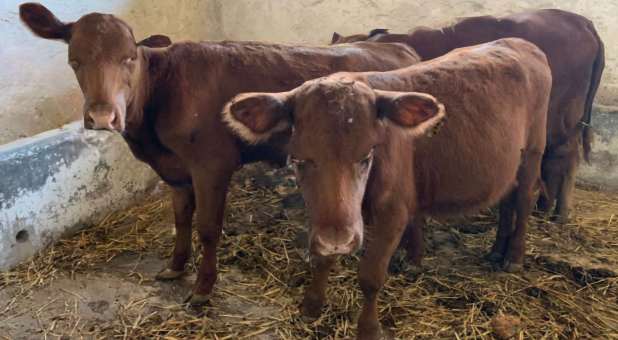 Red heifers in Israel