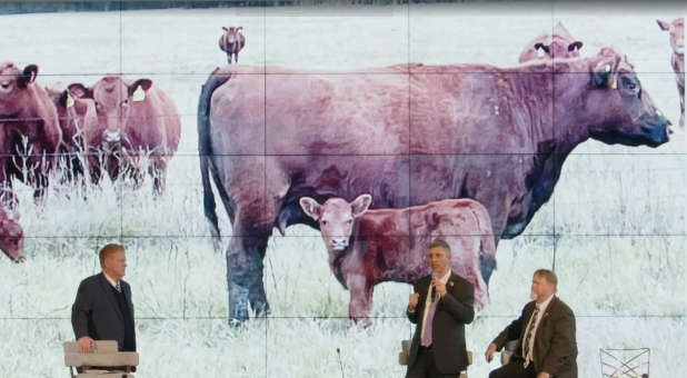 Red heifers on a video screen.