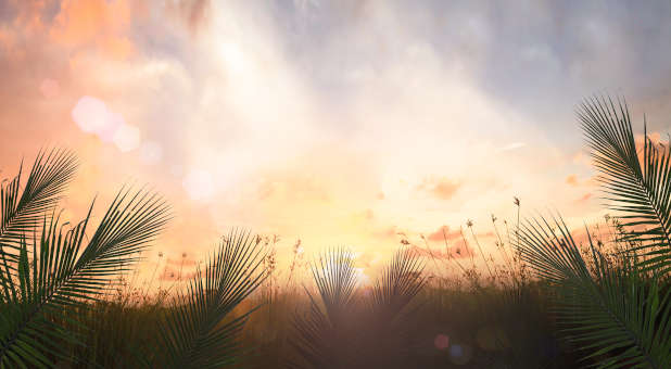 Palm fronds against a sunny background.