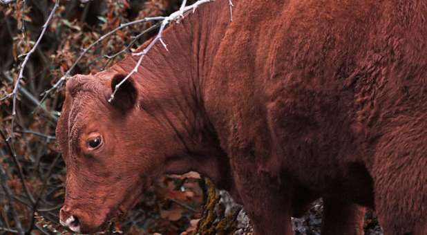 Morning Rundown: Temple Institute Reveals Path Ahead for Red Heifer Ceremony