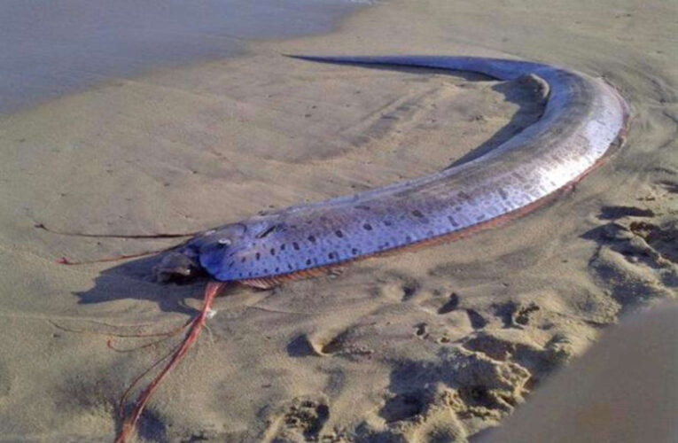 ‘Doomsday Fish,’ One of Only 20 Reported Since 1901, Found Off California Coast