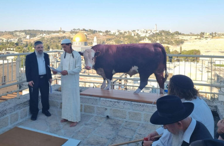 Are Religious Leaders In Israel Getting Ready to Sacrifice a Red Heifer?